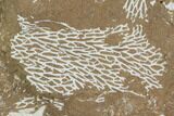 Ordovician Bryozoans (Chasmatopora) Plate - Estonia #98010-1